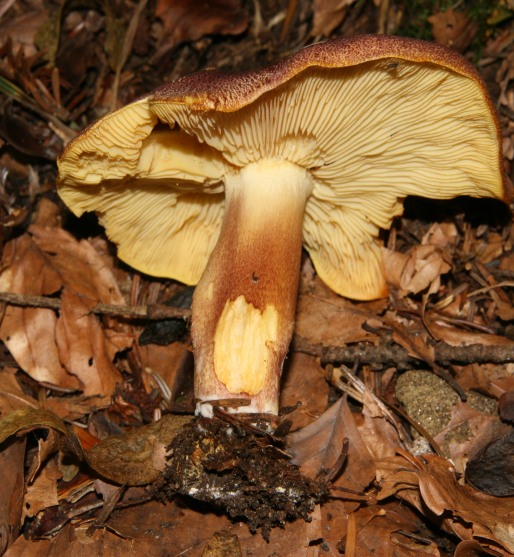 Tricholomataceae, Foresta nera